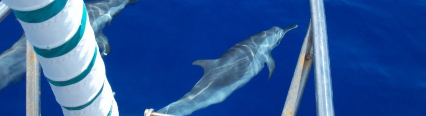 4- Voyage autour du monde en voilier - dauphins